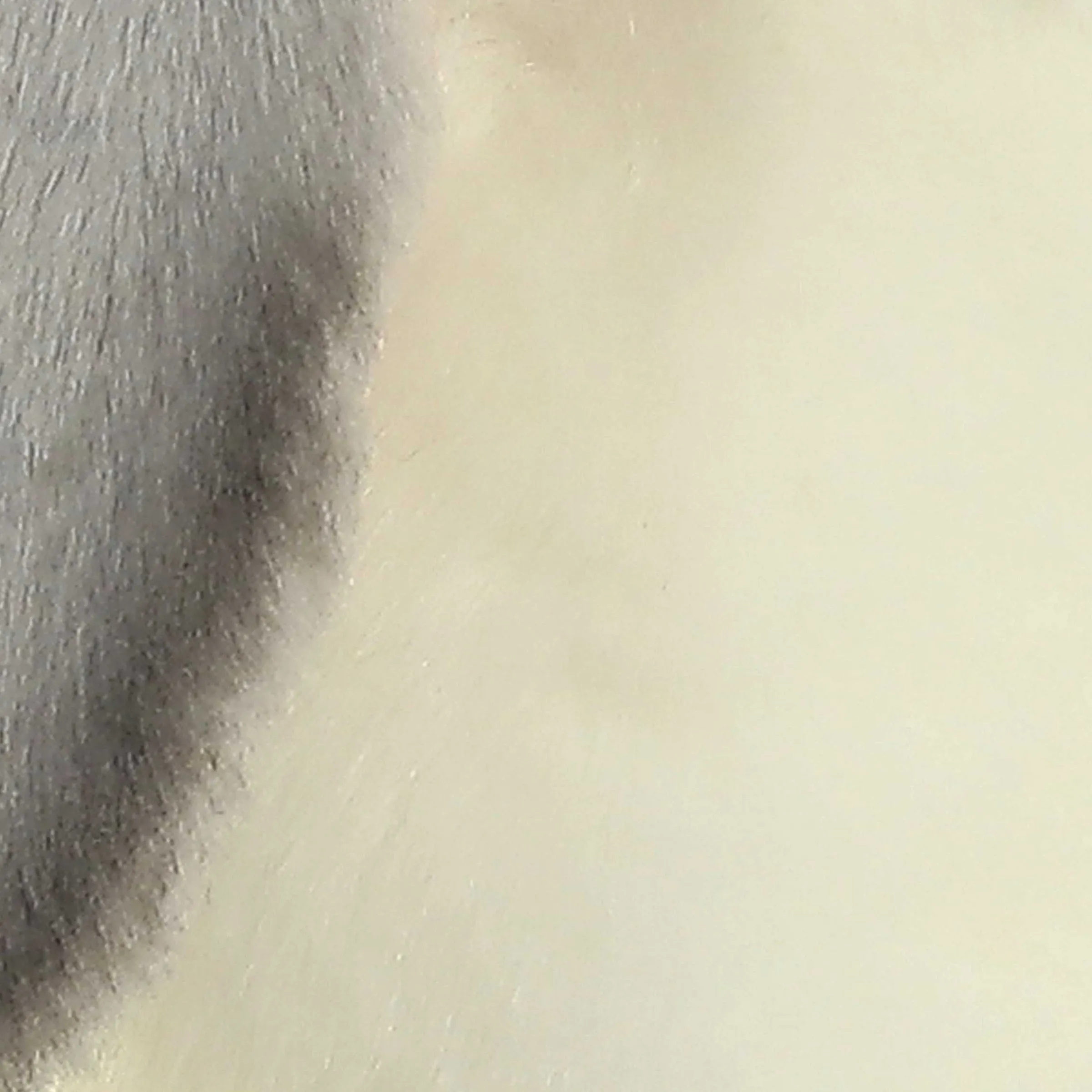 Clearance - Miyoni® - Lop Eared Rabbit Miyoni®