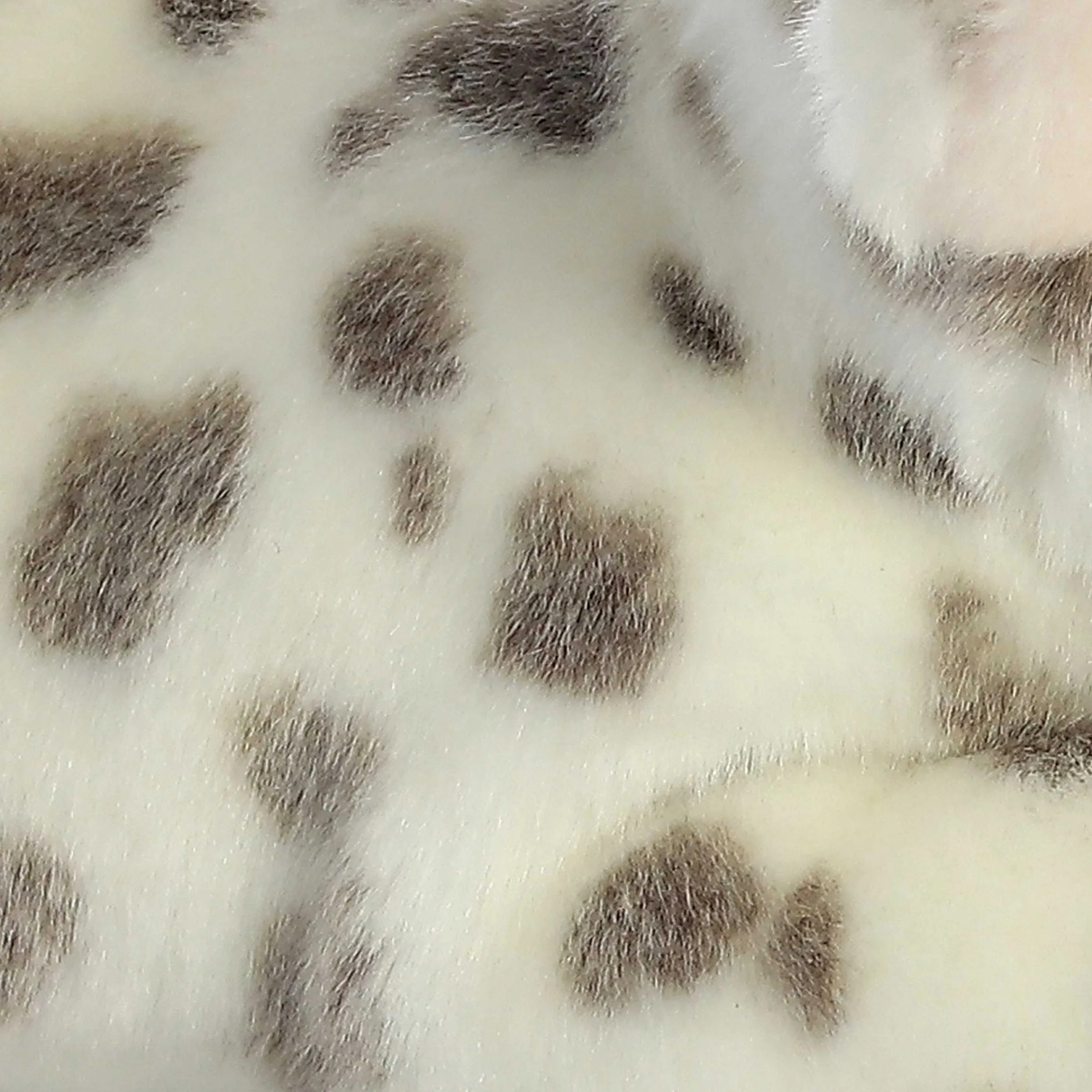 Fashion - Miyoni® - Spotted Piglet Miyoni®