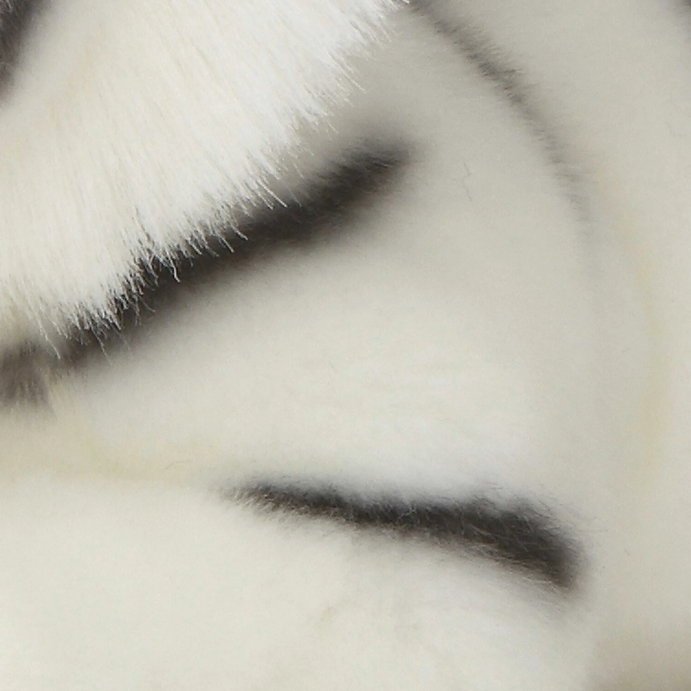 Online - Miyoni® - White Tiger Miyoni®