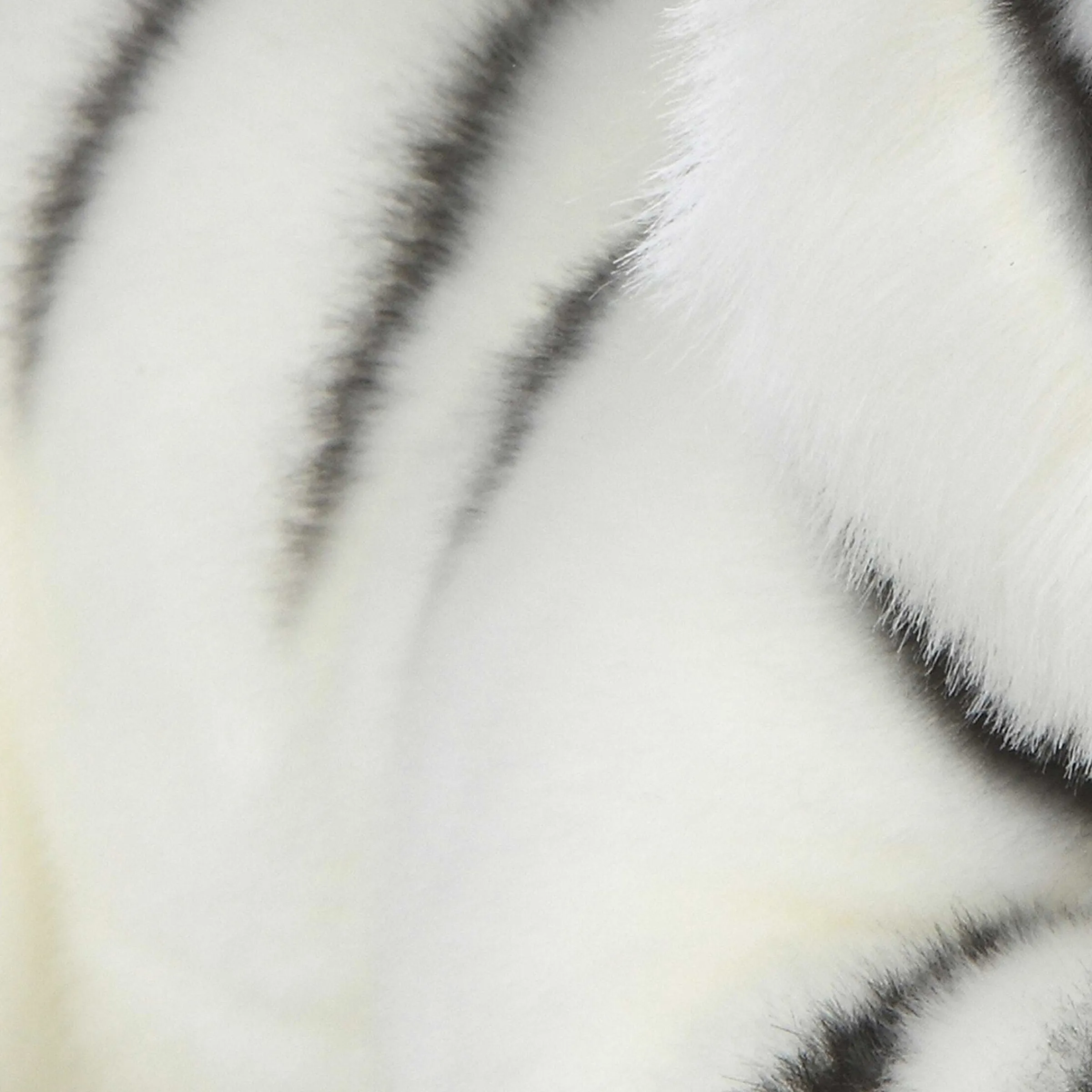 Online - Miyoni® - White Tiger Miyoni®